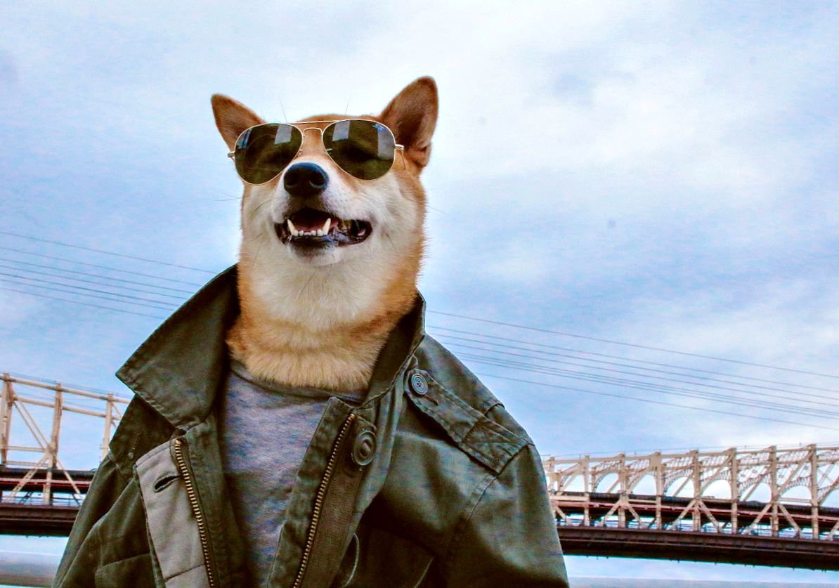 Аватарка собаки