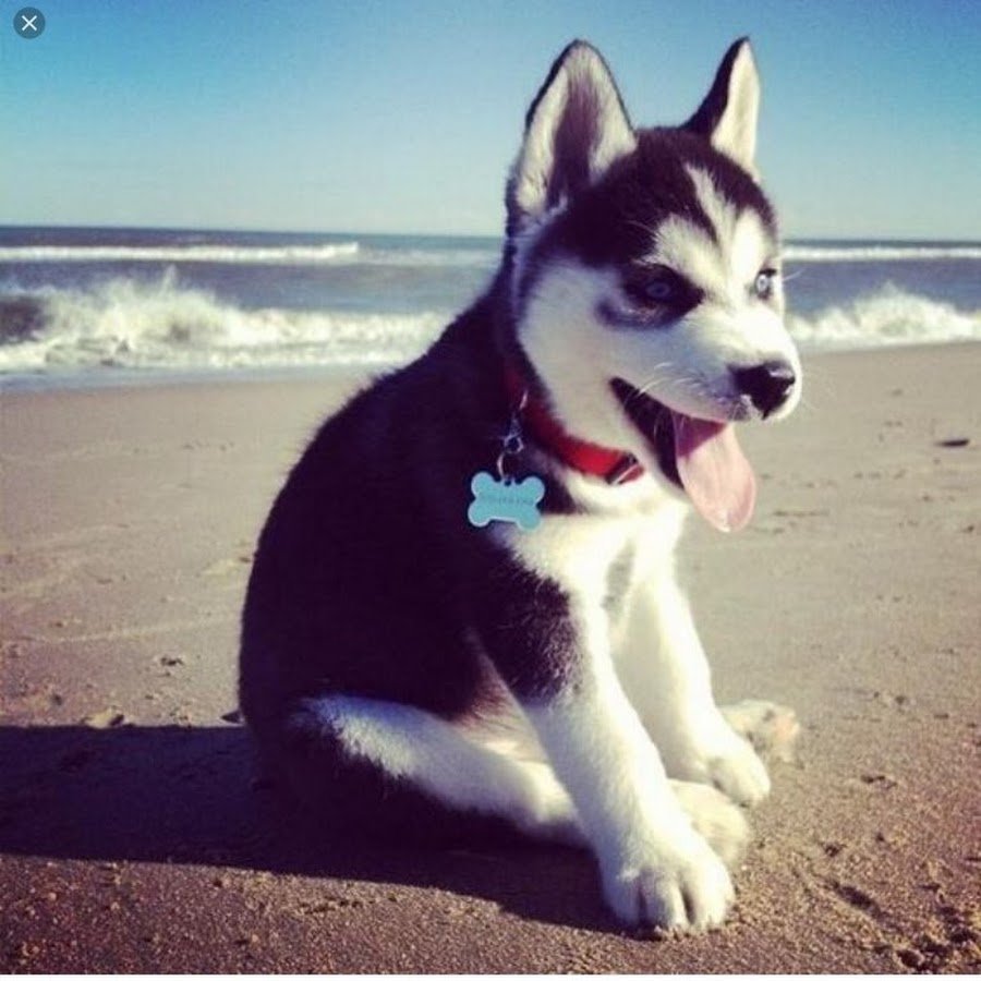 Хасбик в очках