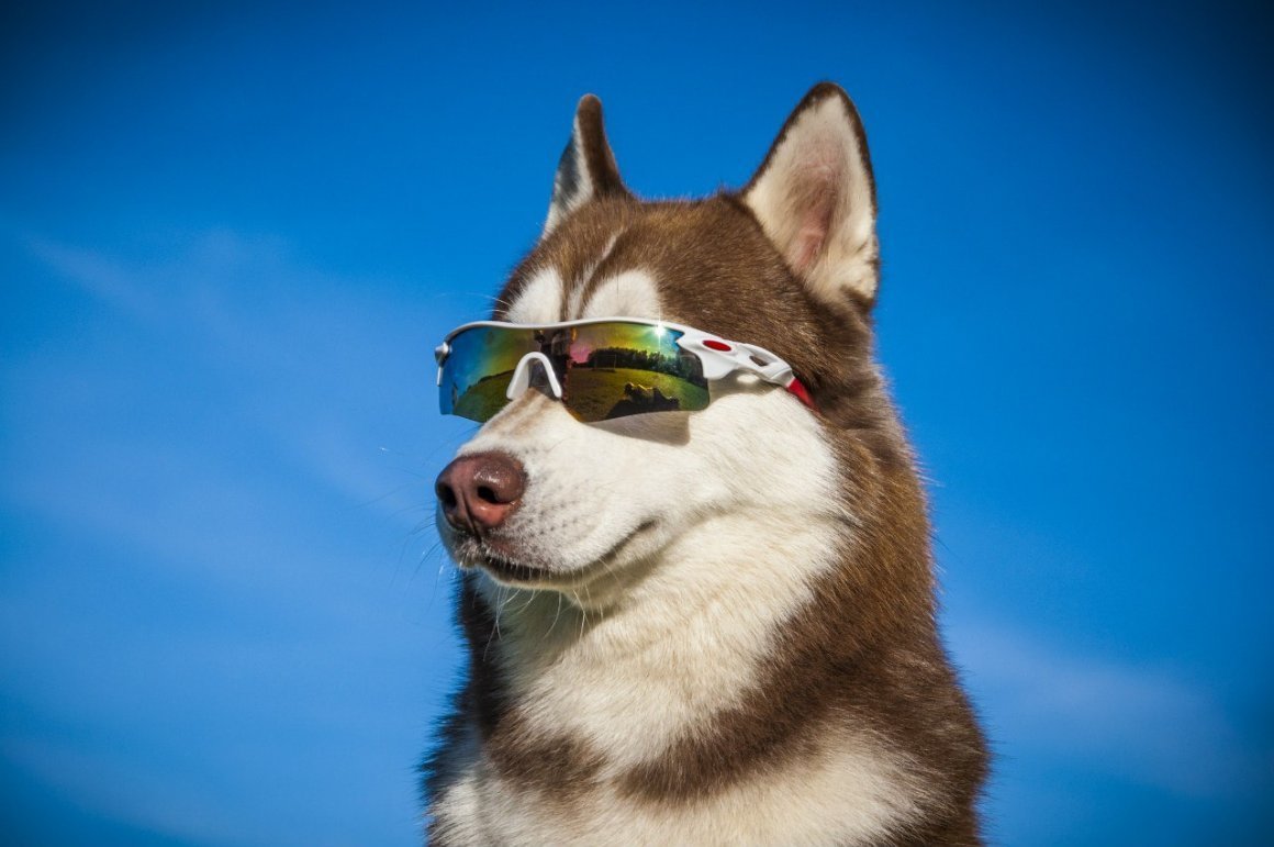 Питбуль в очках