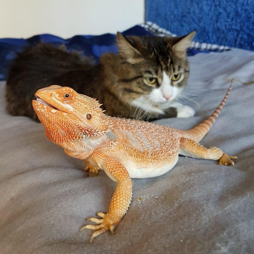 Бородатая агама большая