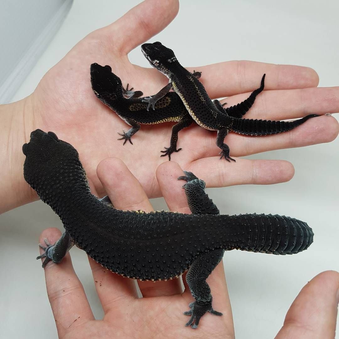 Эублефар Блэк Найт