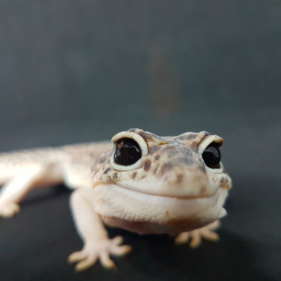 Тритон эублефар