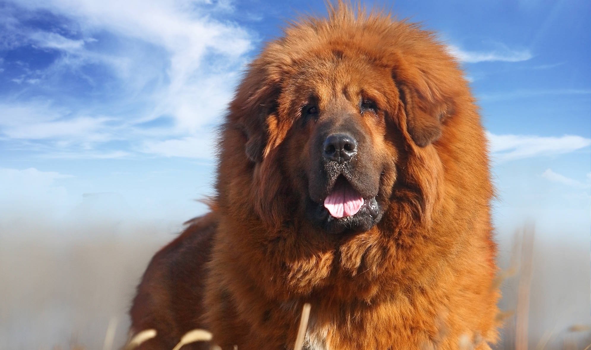 Огромная собака порода. Тибетский мастиф. Красный тибетский мастиф. Собака тибетский мастиф. Тибетский мастиф и Сенбернар.