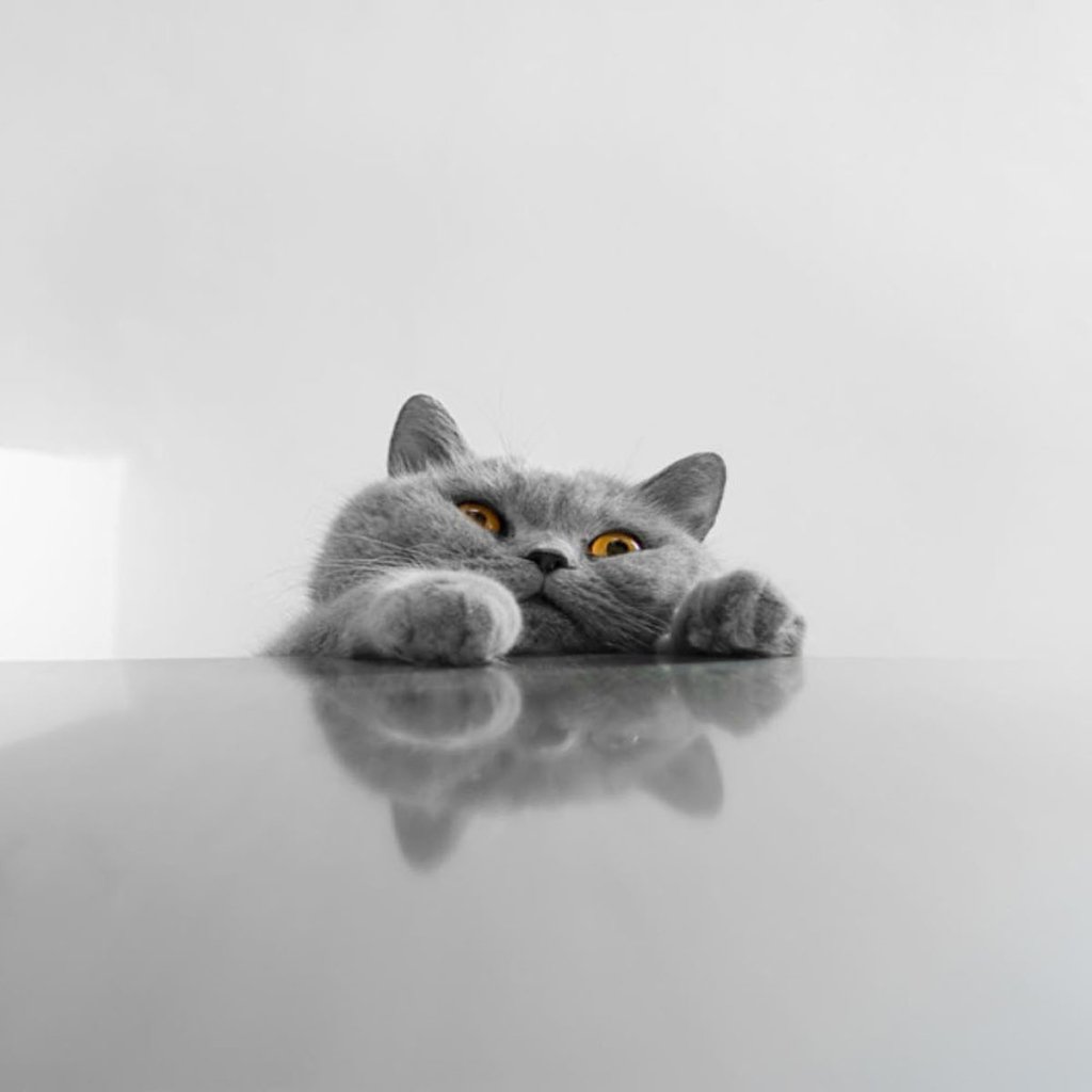 Заставка котики