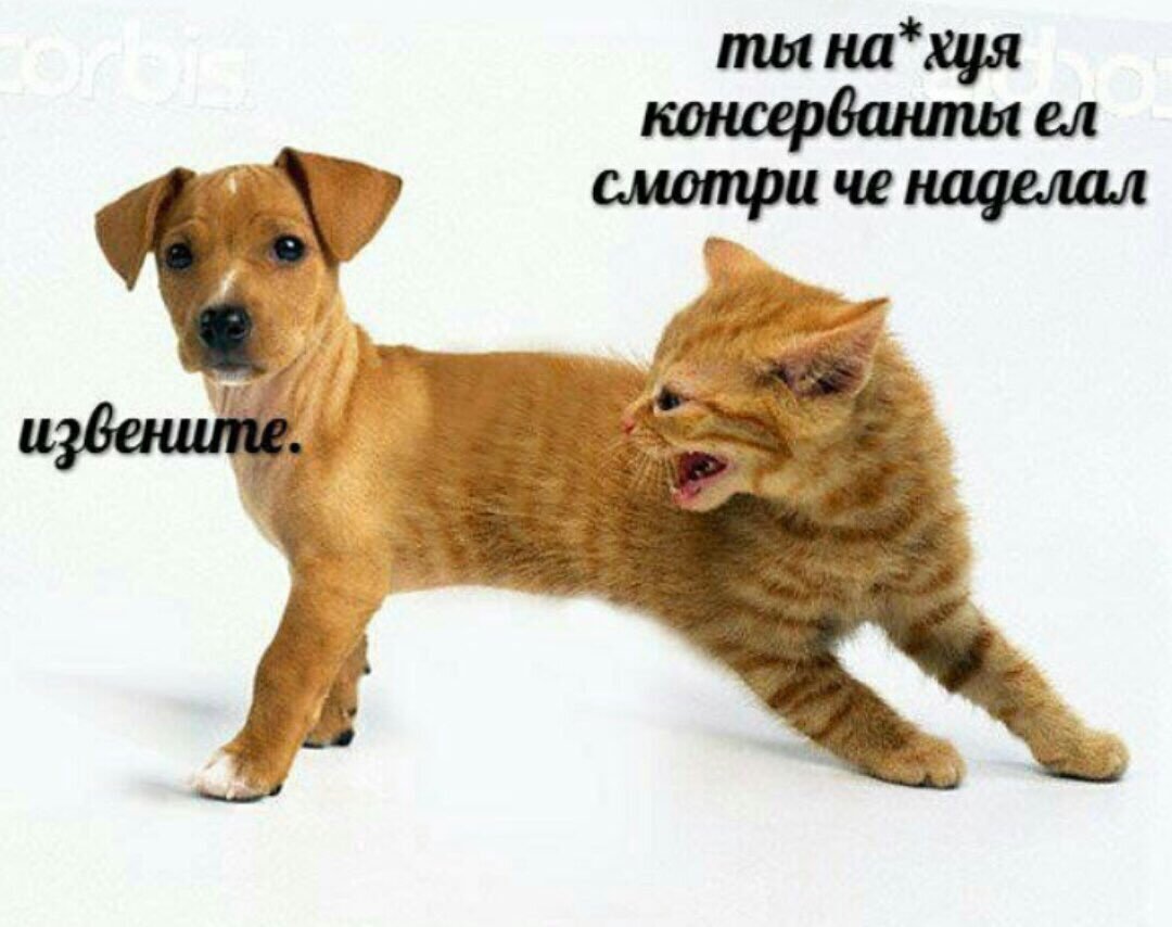 Котопес вектор