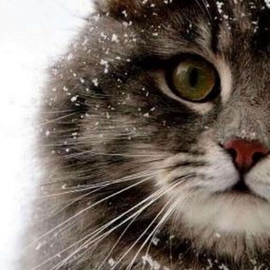 Кошка компьютерная Графика