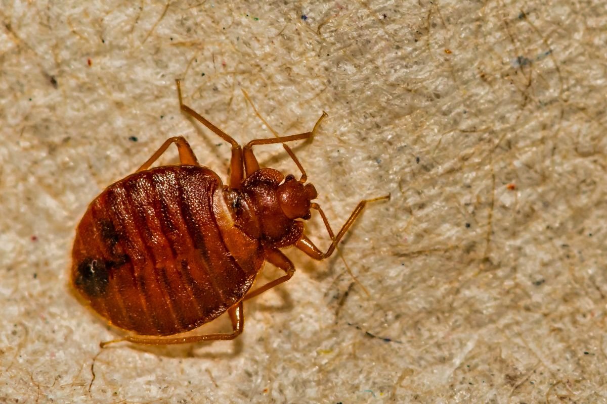 Гнездо тараканов