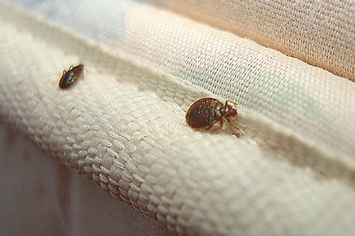 Насекомые похожие на клопов