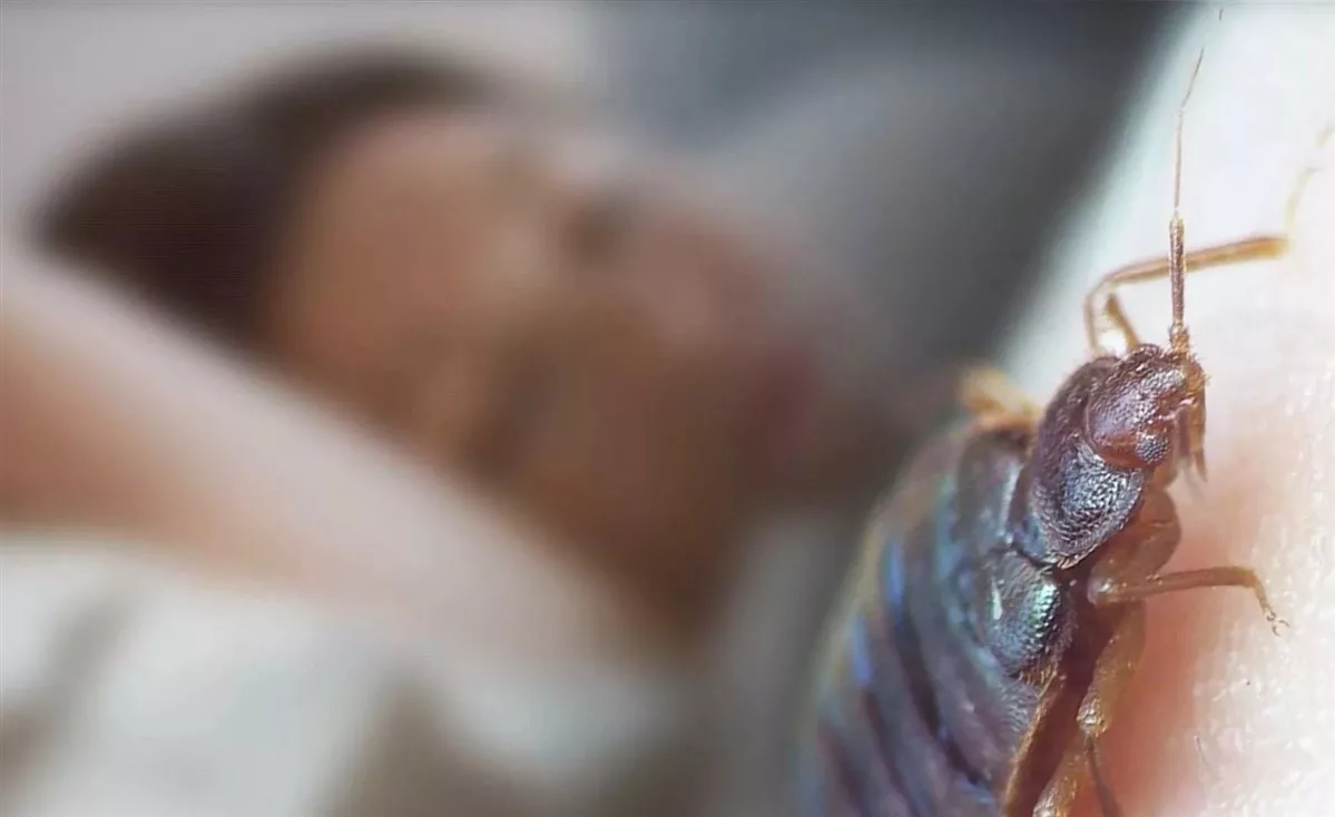 Фекалии клопов на занавеске крест