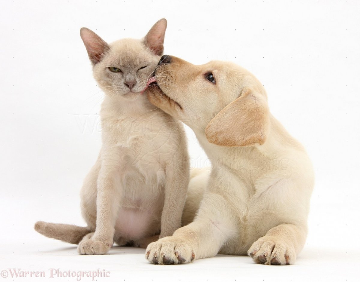 Фон для рабочего стола коты