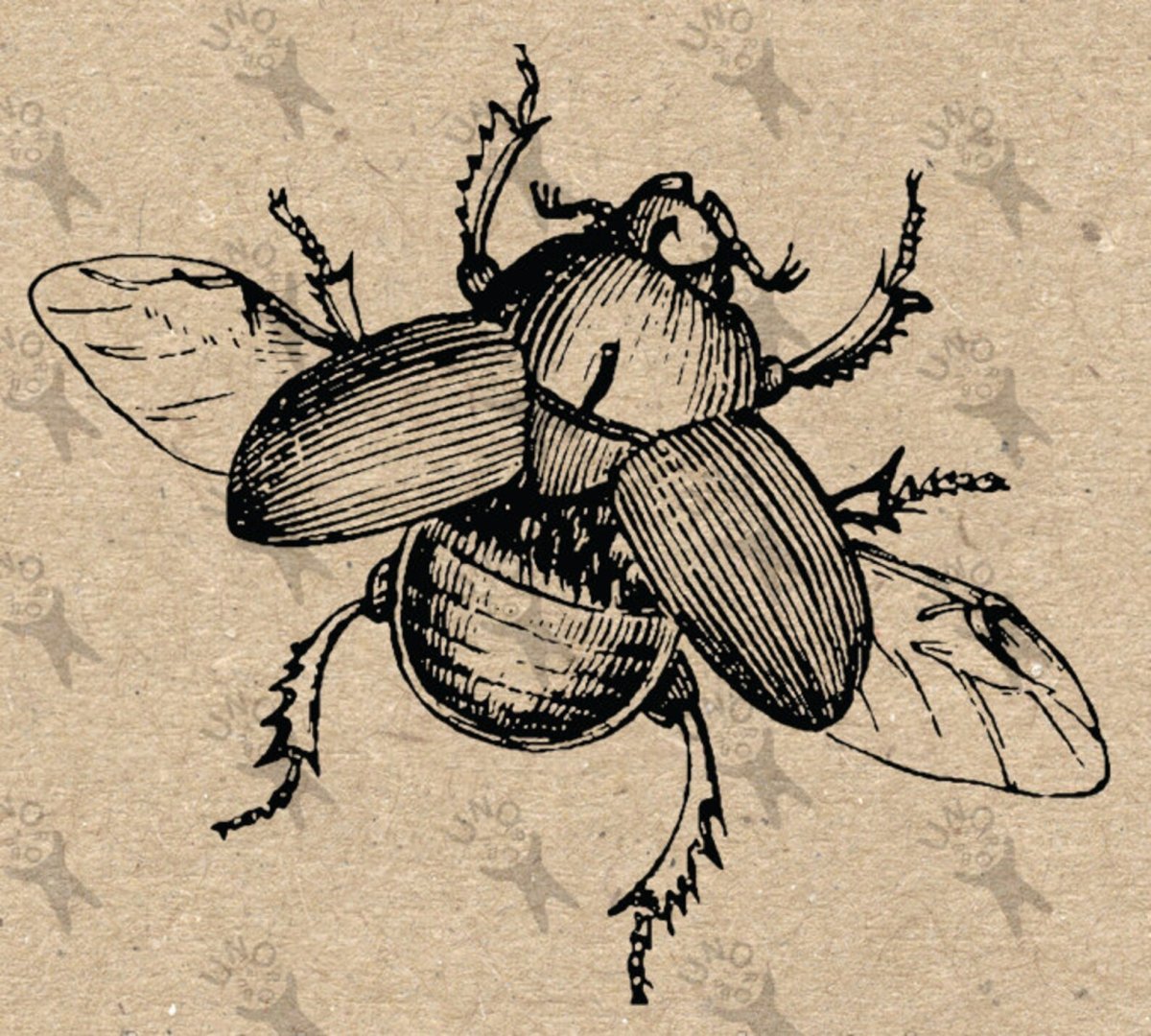 Скарабей строение