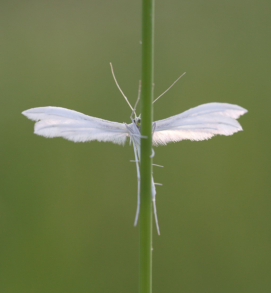 Число крыльев у бабочек