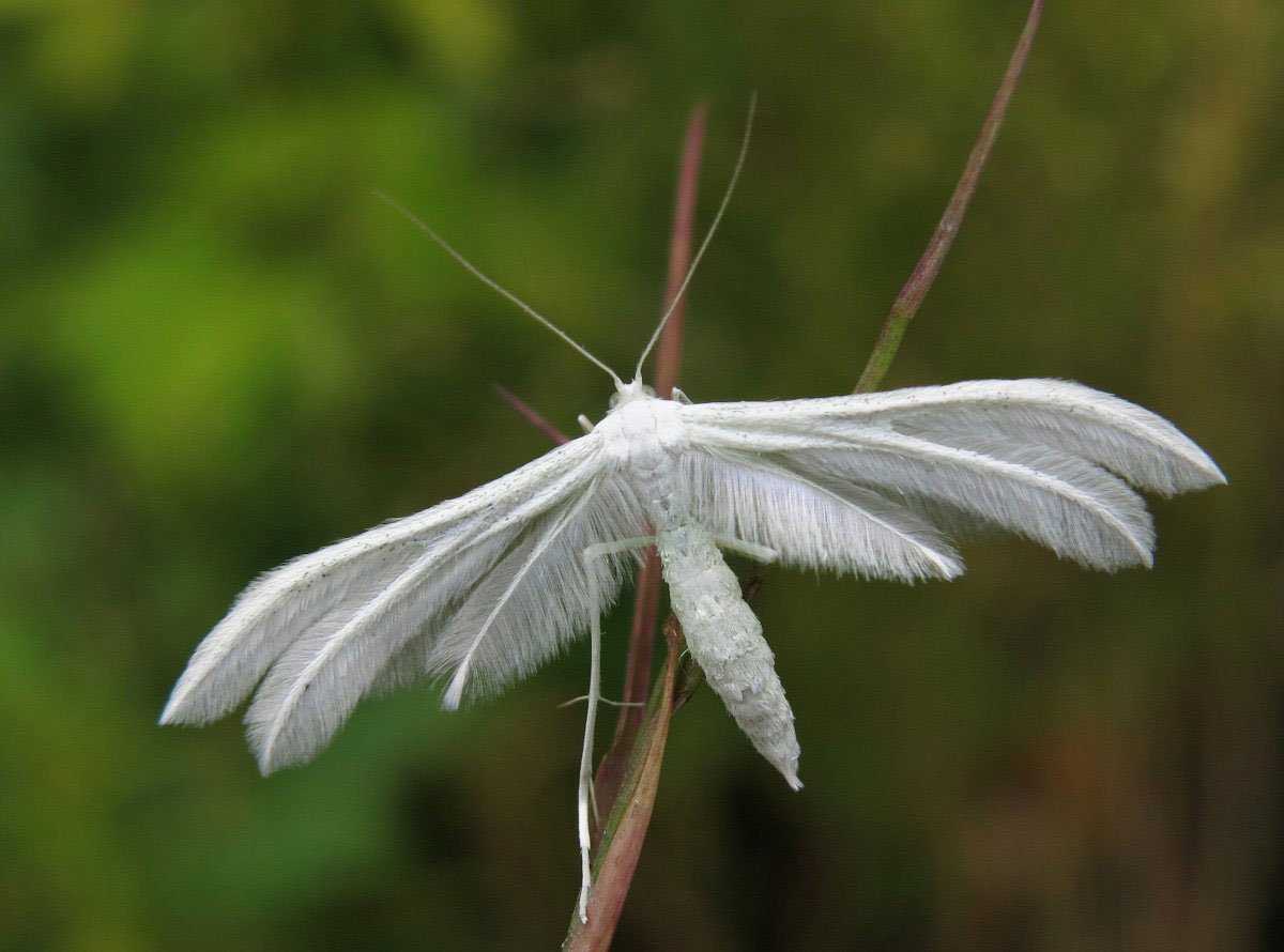 Сатурния Полифем