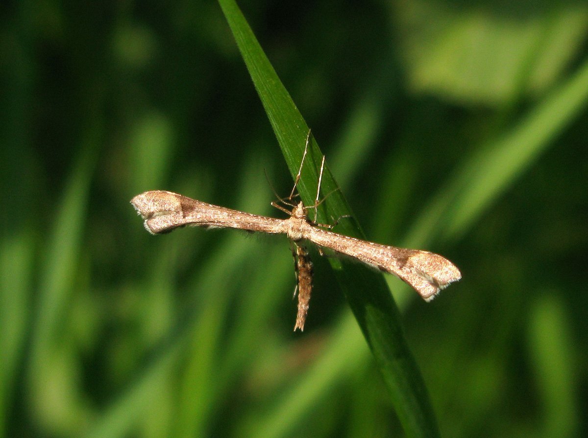 Gillmeria tetradactyla