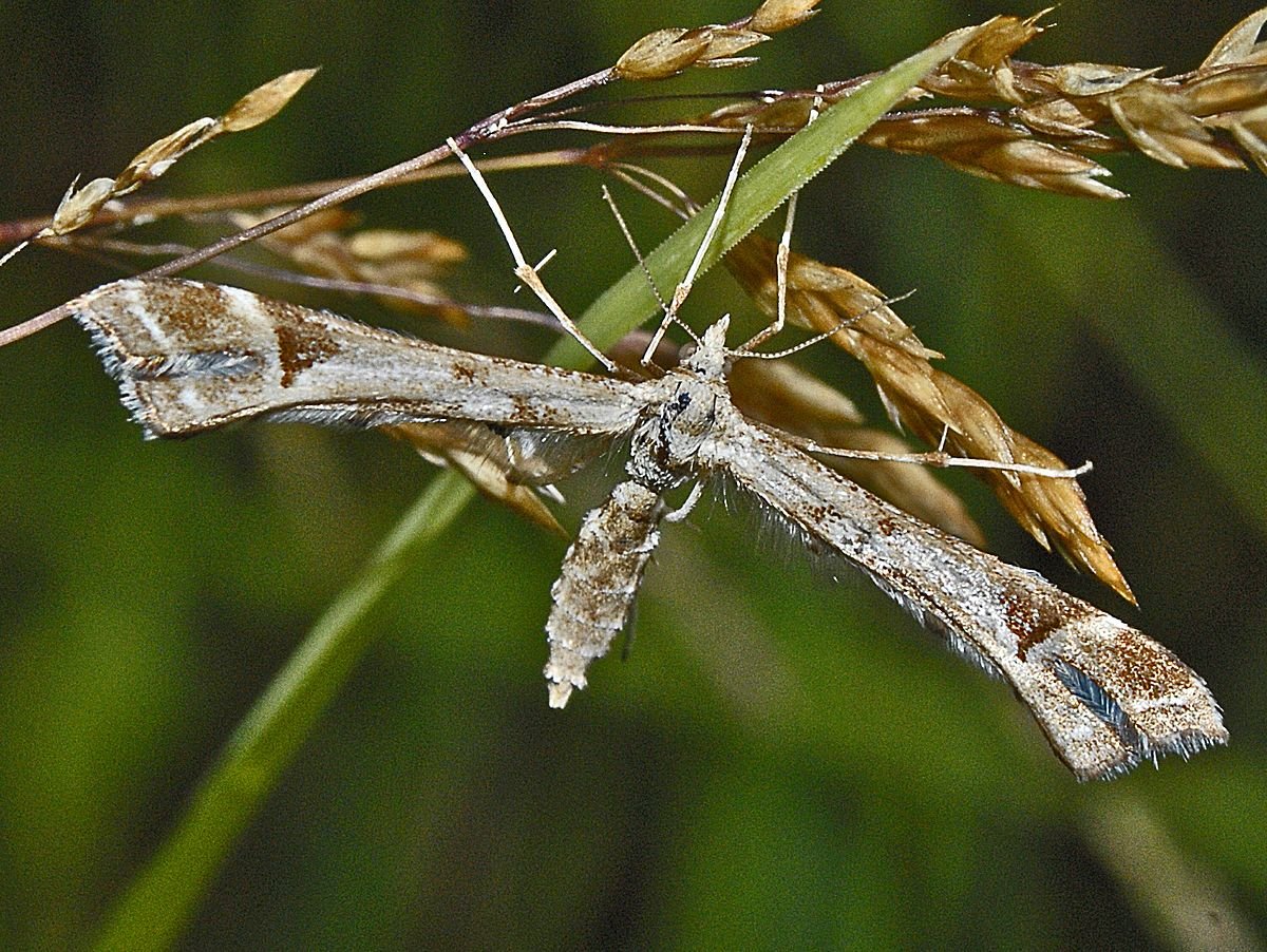 Крылья мотыльков