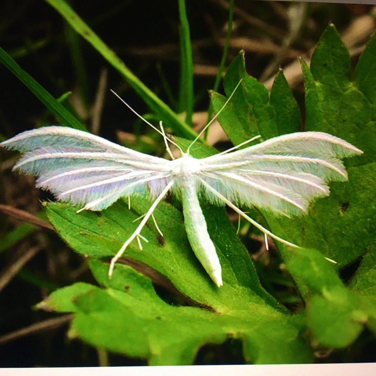 Пальцекрылка Сливовая (Pterophorus pentadactyla)