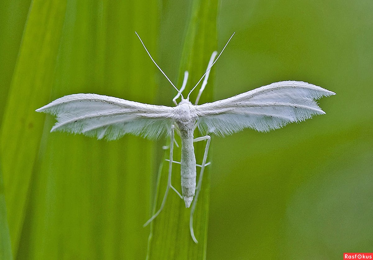 Бабочка пальцекрылка
