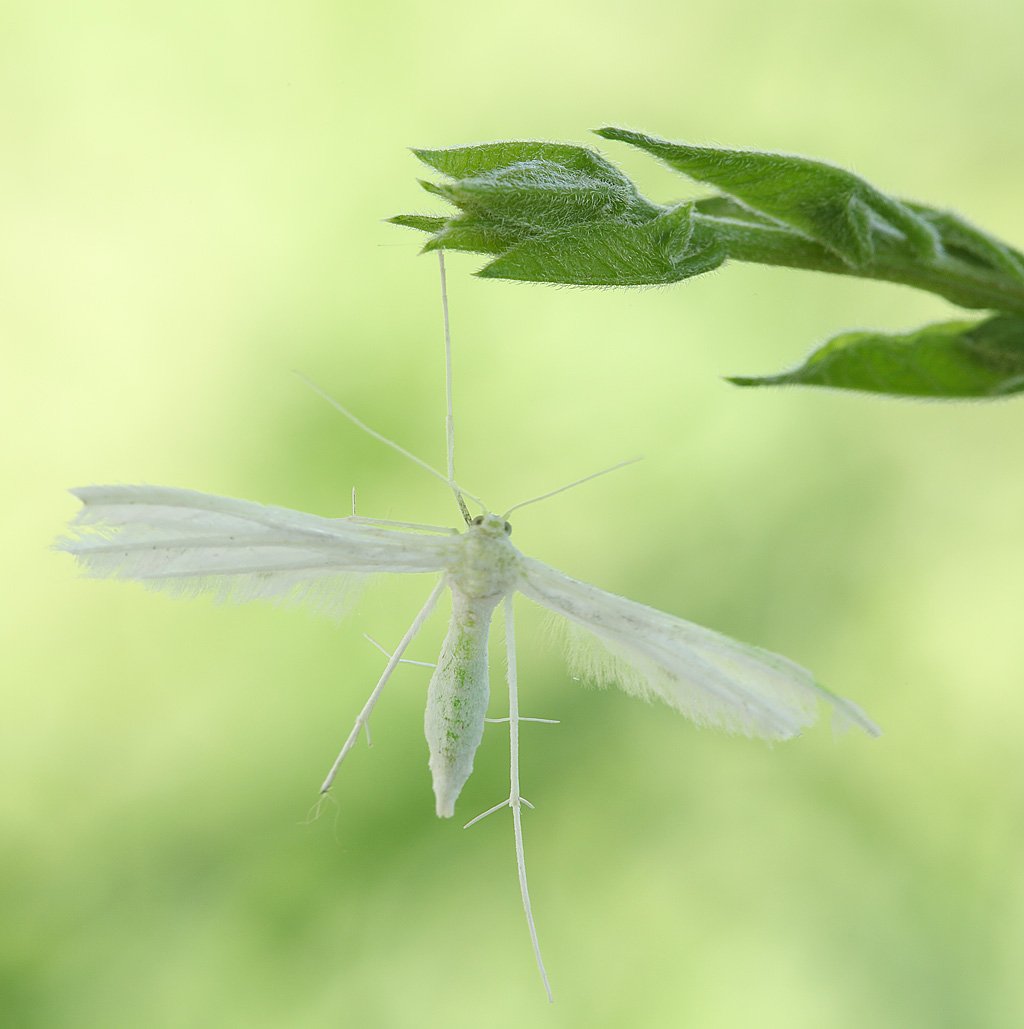 Бабочка Урания Мадагаскарская Макросъемка