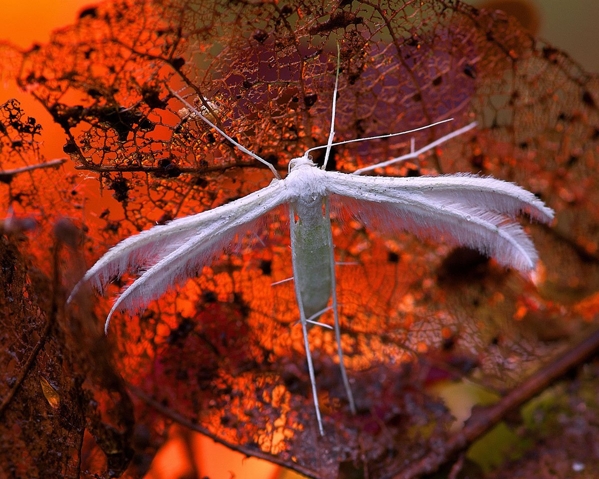 Сумеречник мотылек