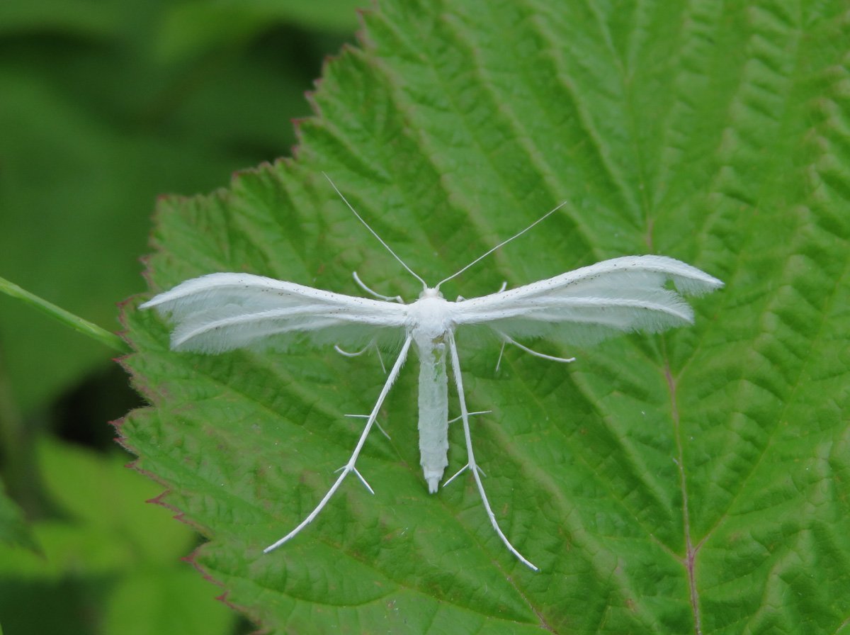 Пальцекрылка белоснежная