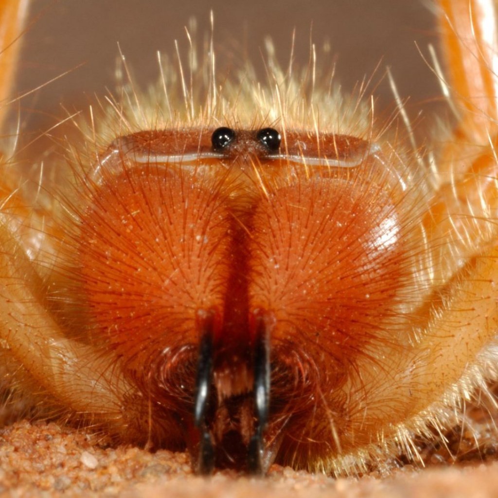 Южнорусская сольпуга