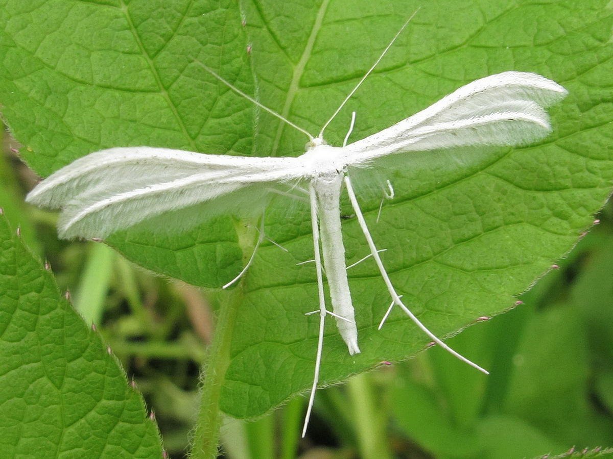 Пальцекрылка белоснежная