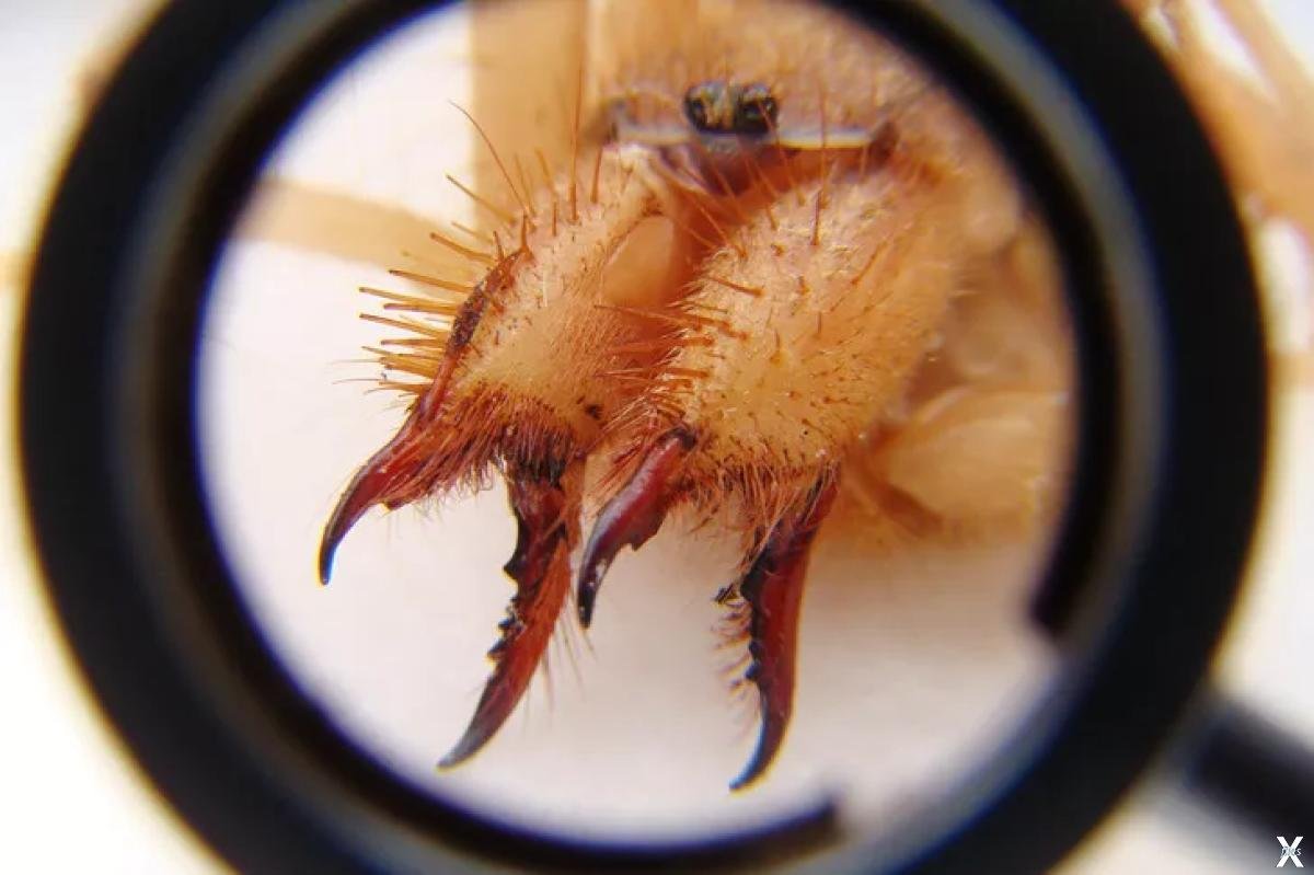 Сольпуга фаланга