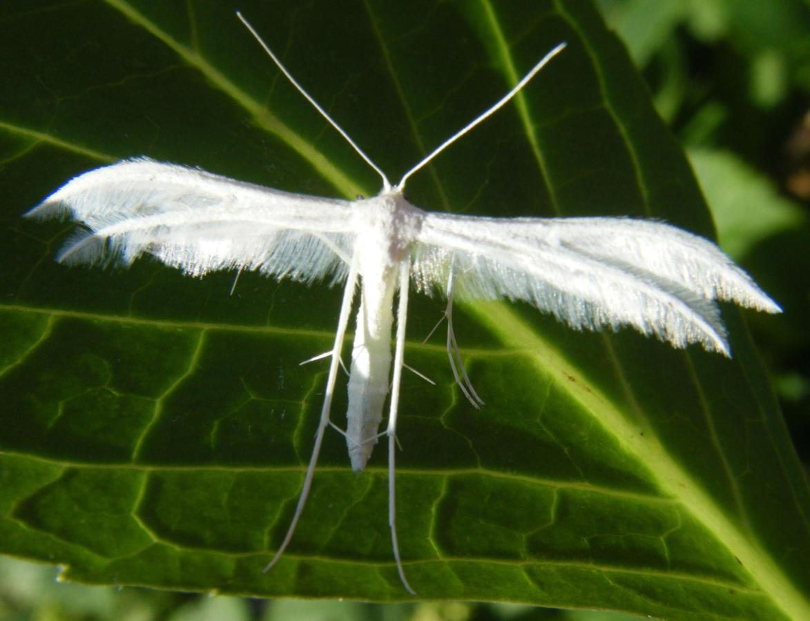 Пальцекрылка львинозевная