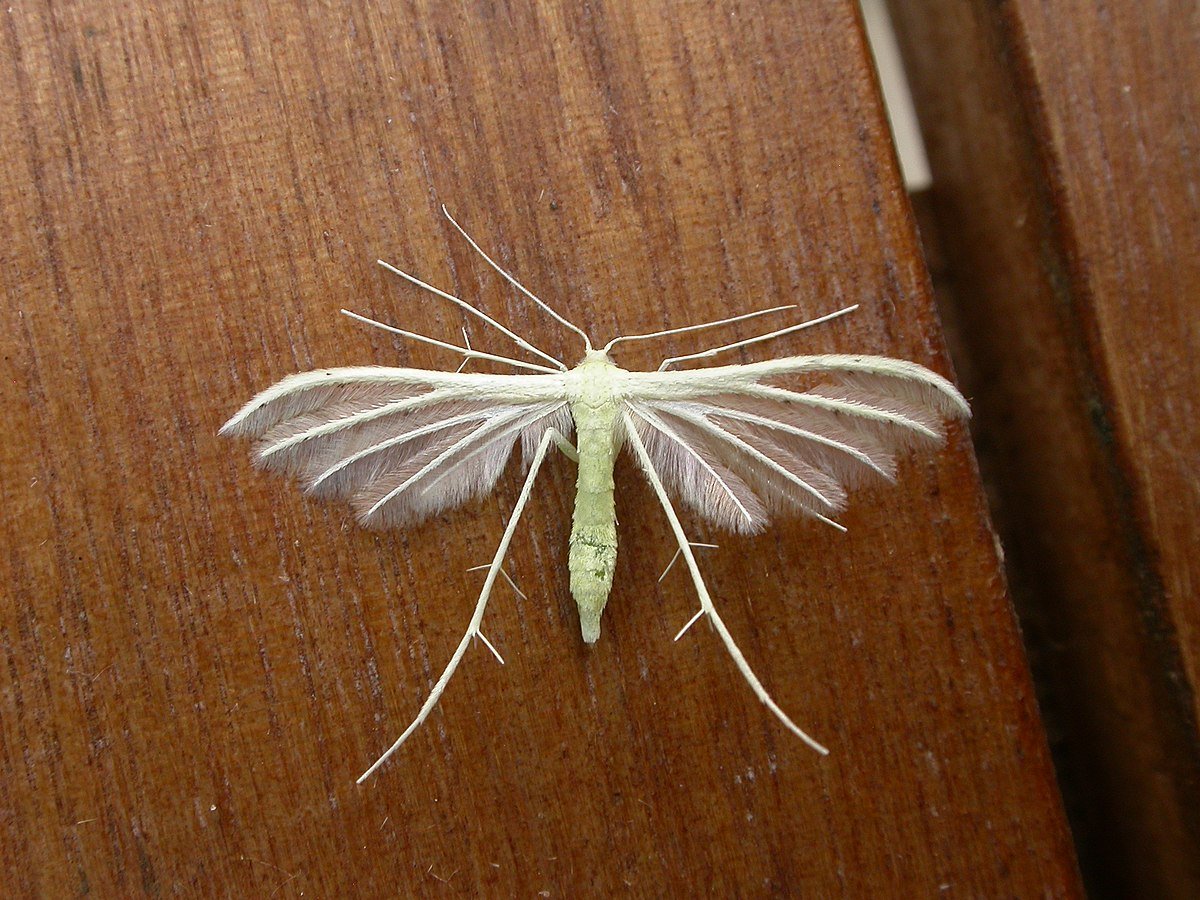 Мотылёк белый птерофор