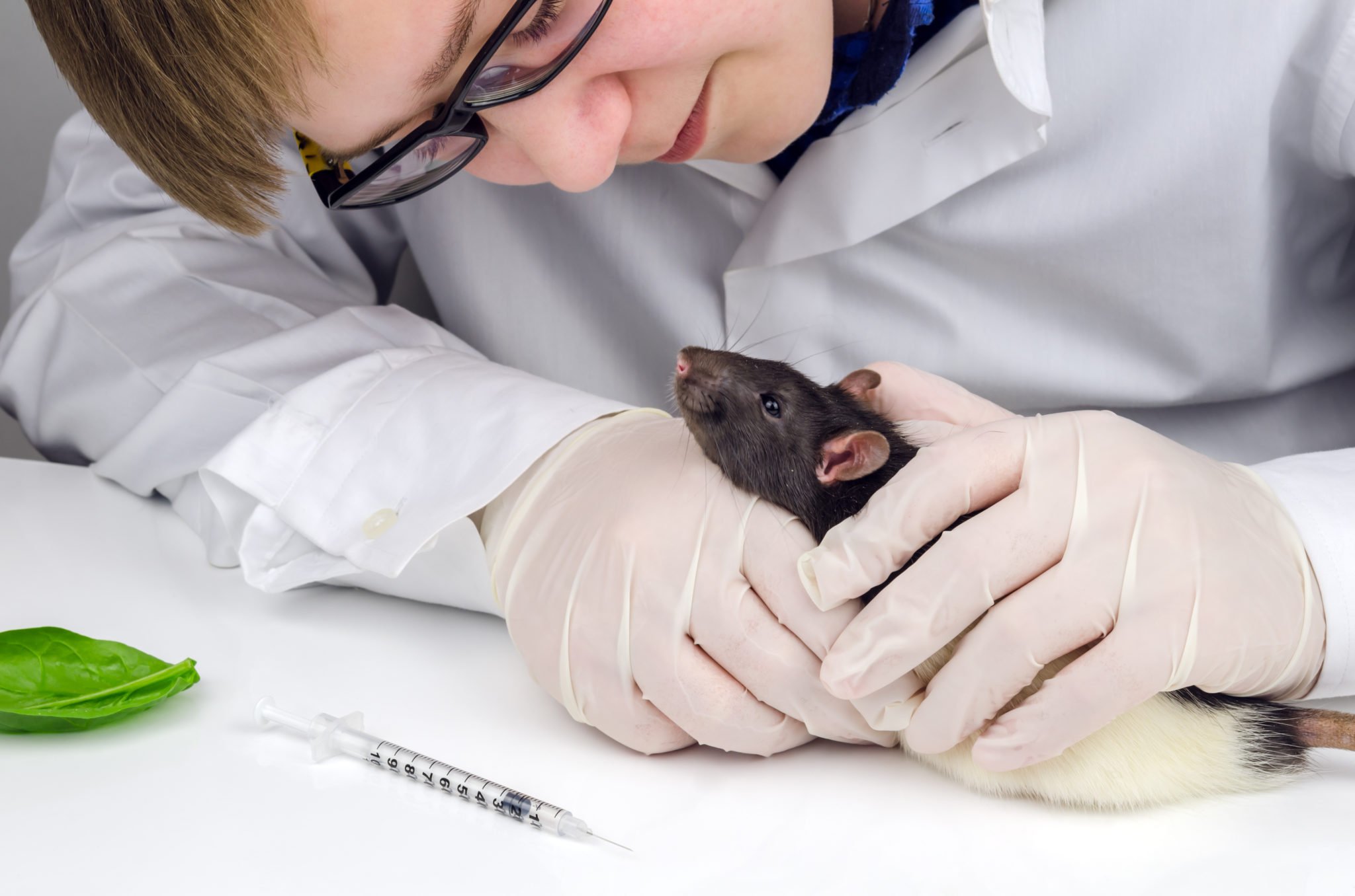 Кастрировал мышь. Лабораторные животные. Ветеринар ратолог.
