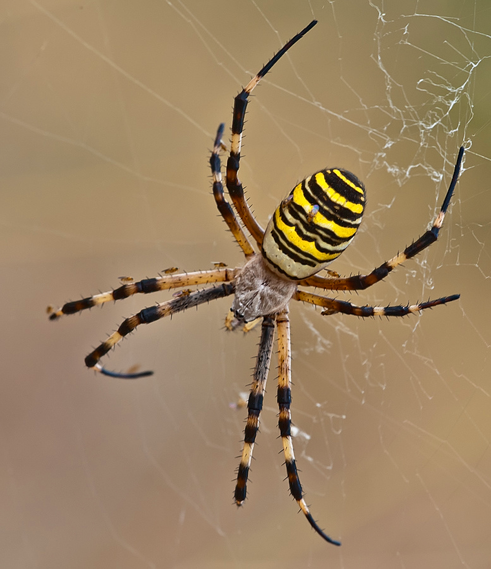 Паук Каракурт желтый