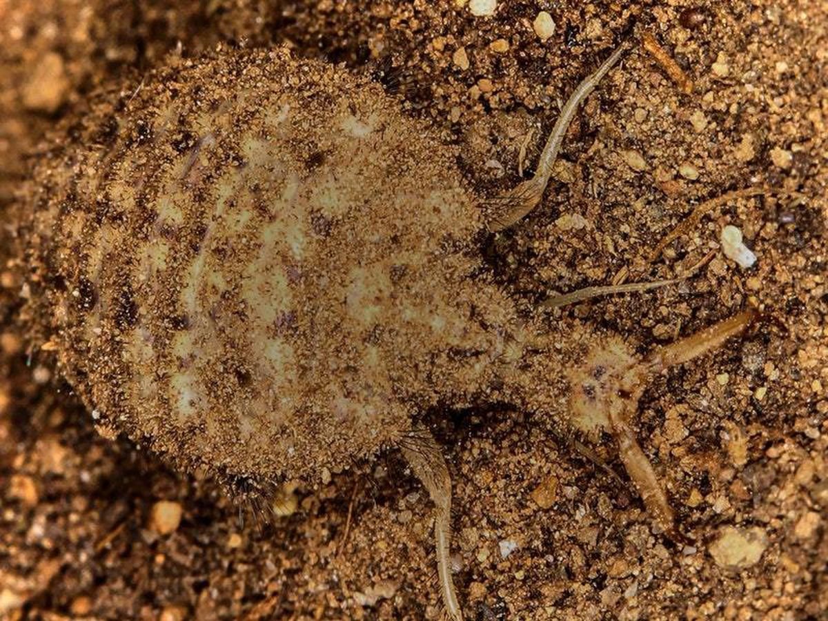 Сетчатокрылые муравьиный Лев