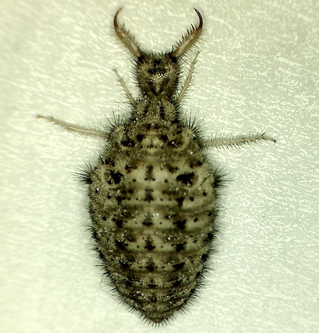 Муравьиный Лев взрослая особь