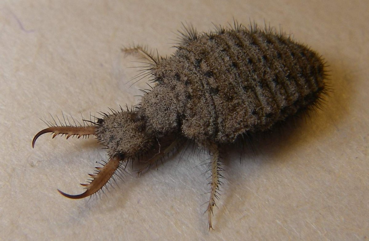 Муравьиный Лев обыкновенный