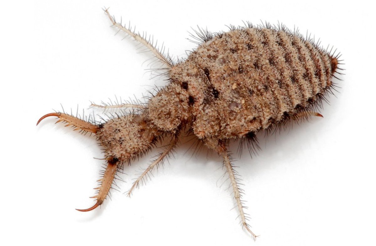 Муравьиный Лев взрослая особь