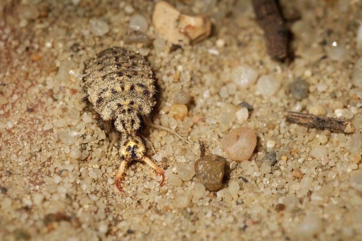 Муравьиный Лев