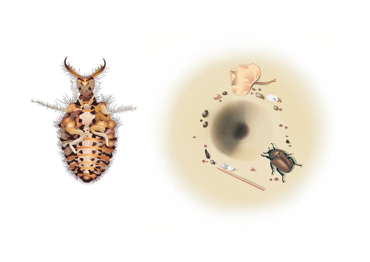 Муравьиный Лев Имаго