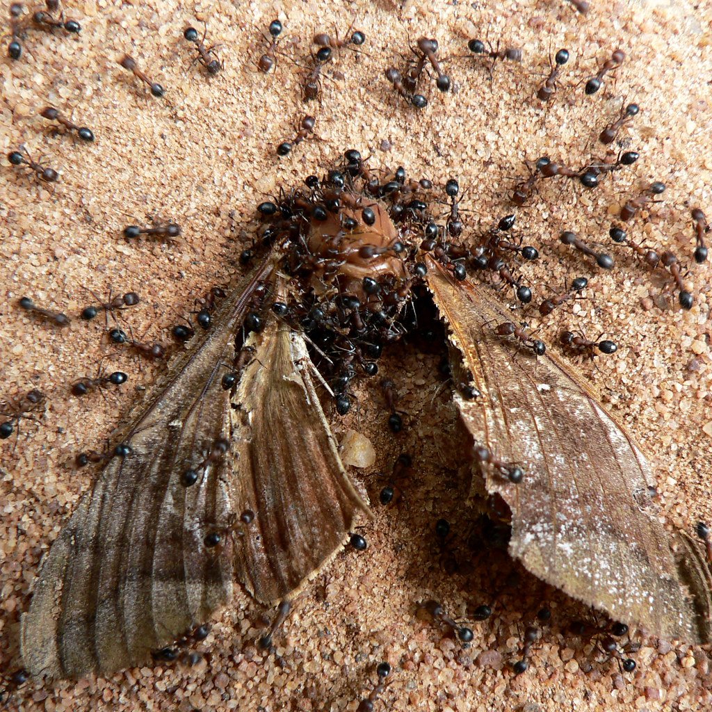 Муравьиный Лев