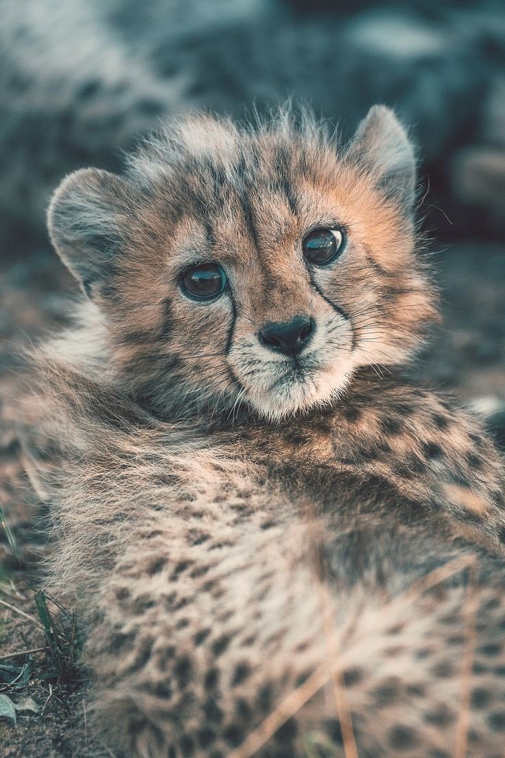 Милые гепарды