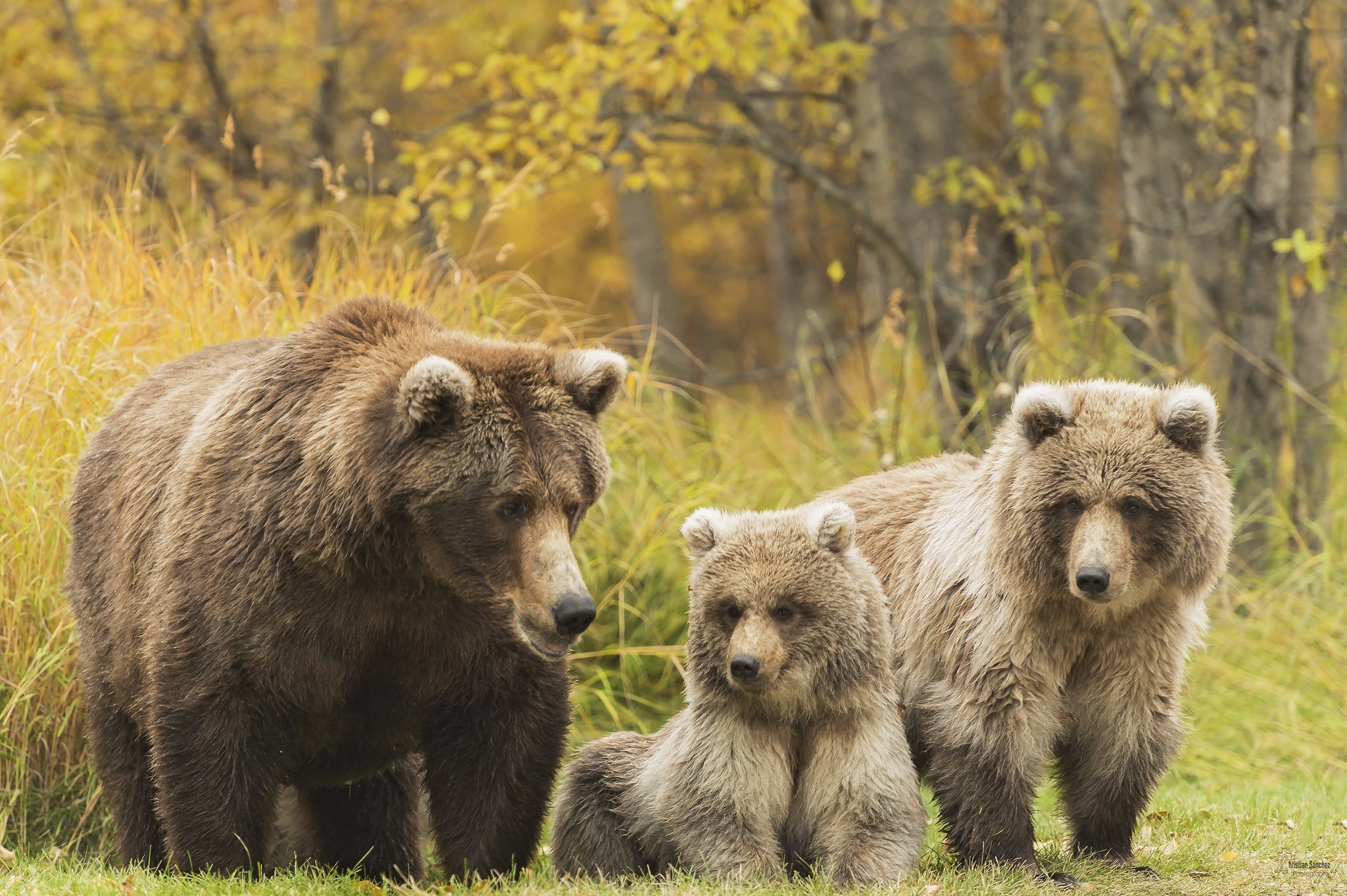 Семья диких животных. Медведь Гризли с медвежатами. Медведь Пестун. Бурый медведь Пестун. Семья медведей.