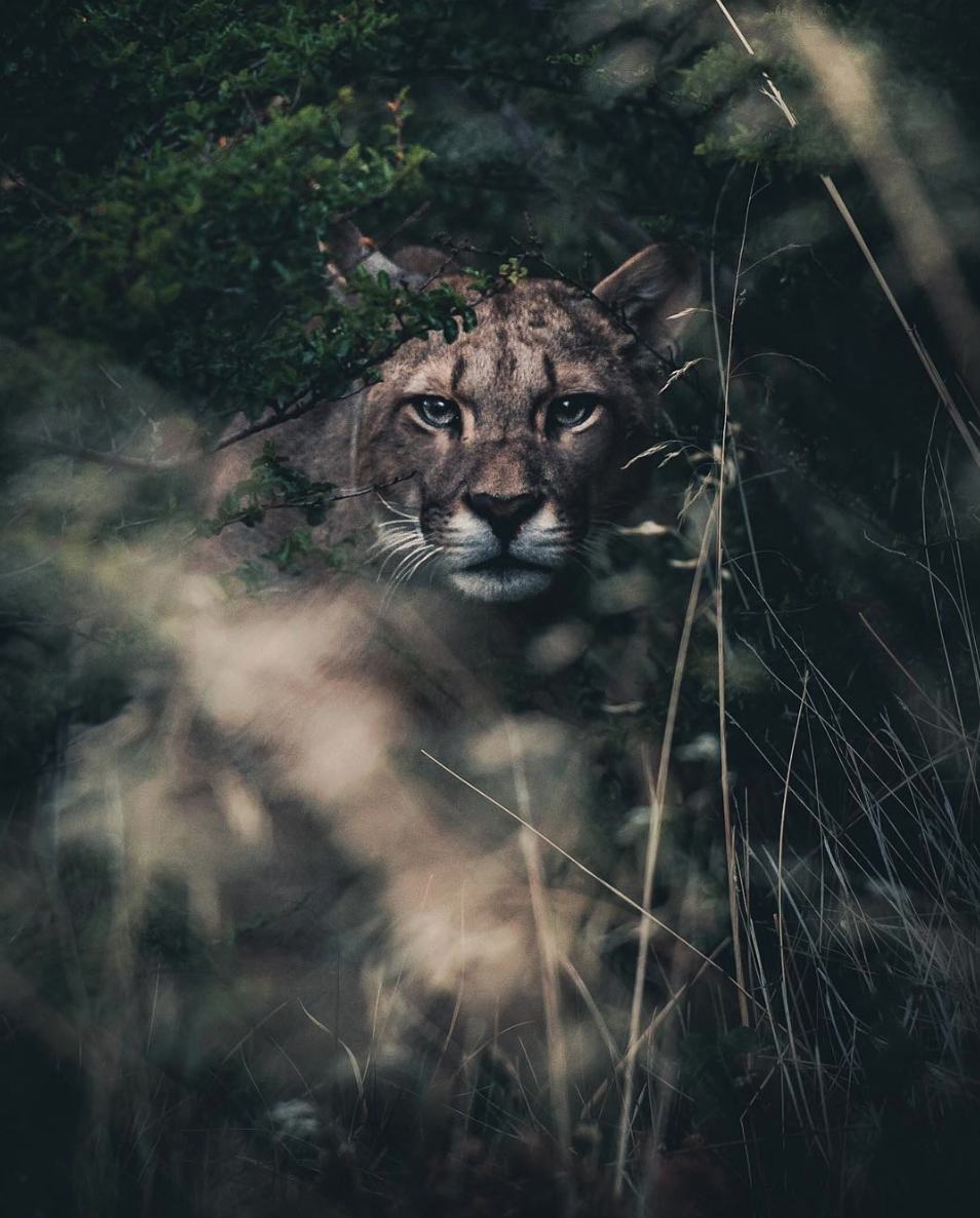 Конста Пункка