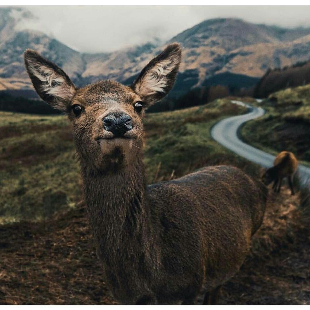 Животные тумблер