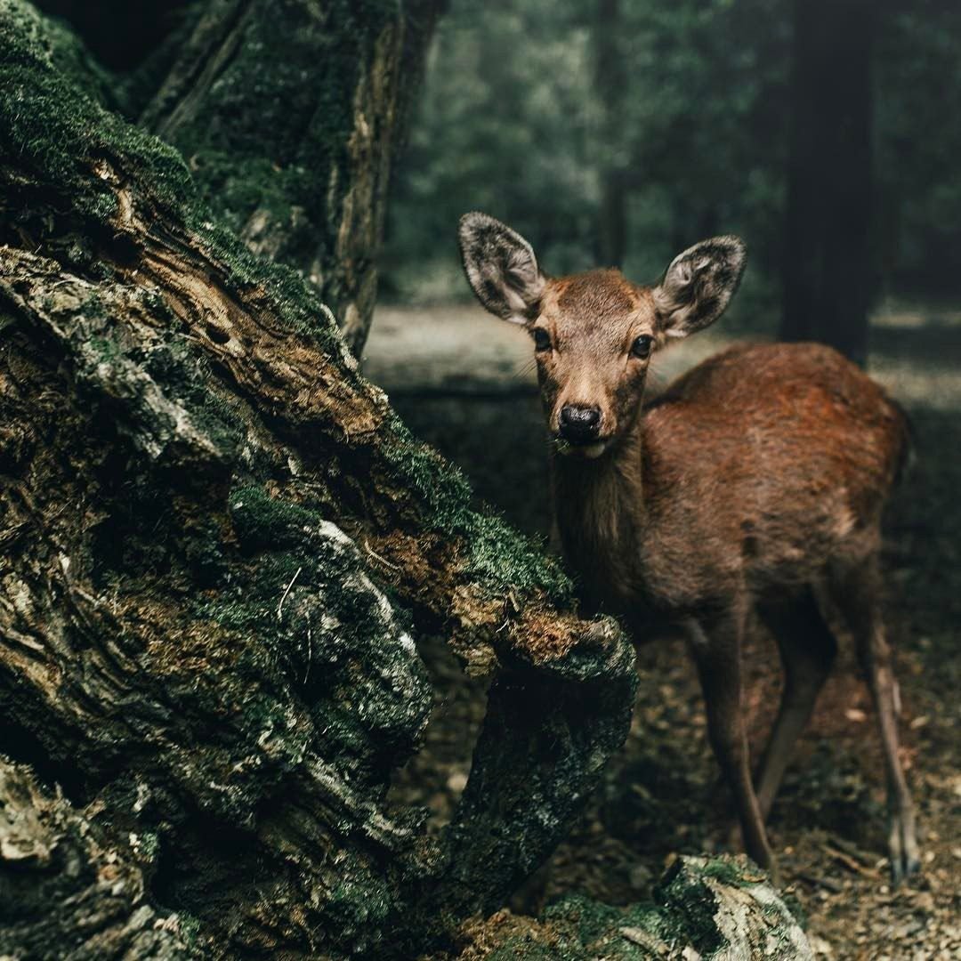 Эстетика лесных животных