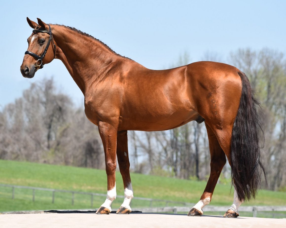 Ольденбургская лошадь