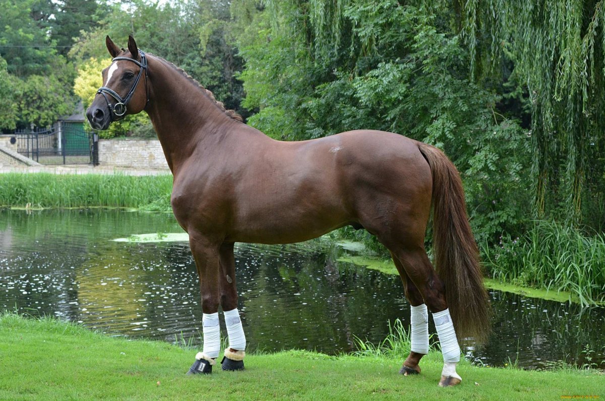 Гнедая порода лошадей