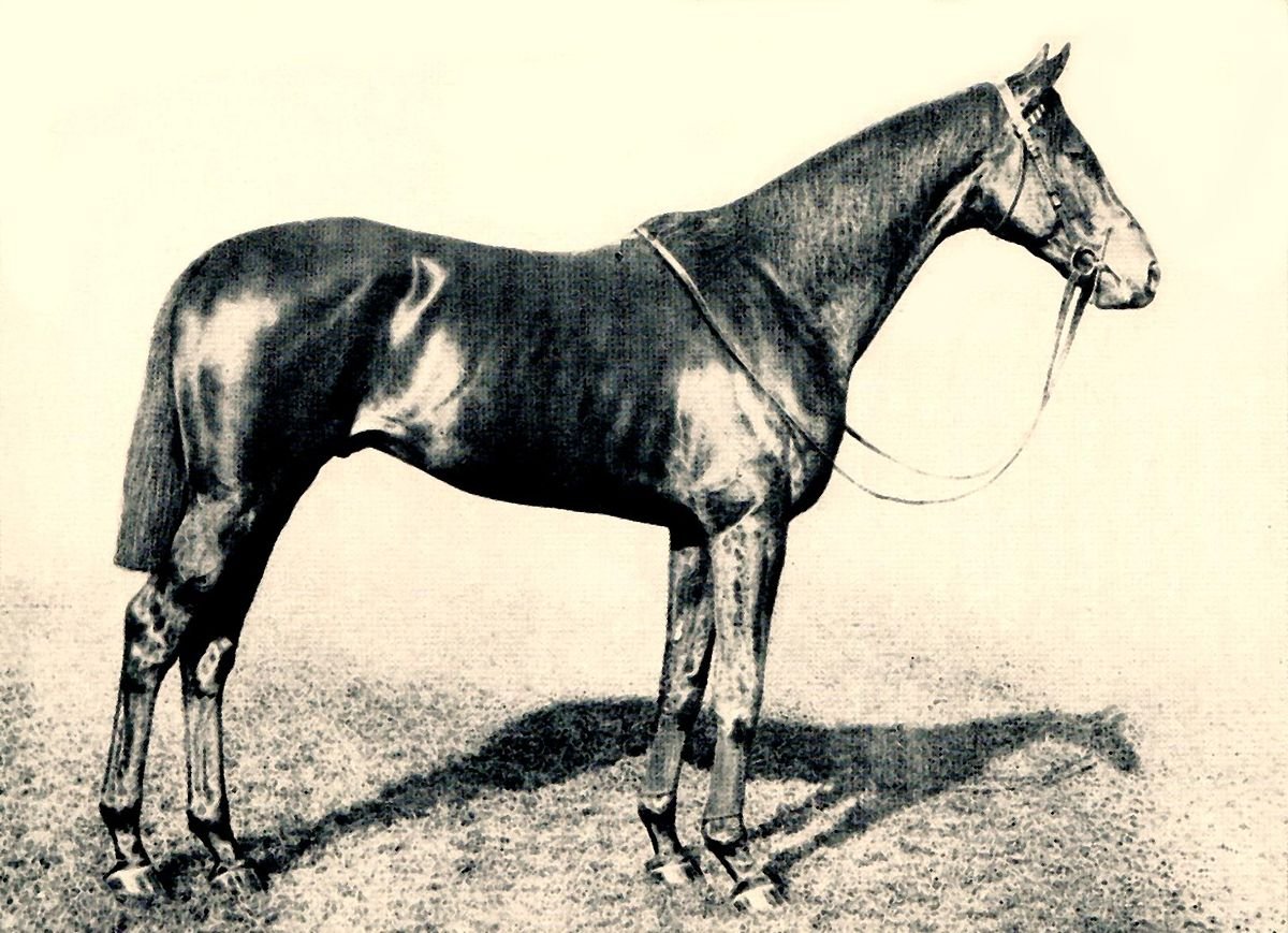 Ахалтекинец Гараюсуп