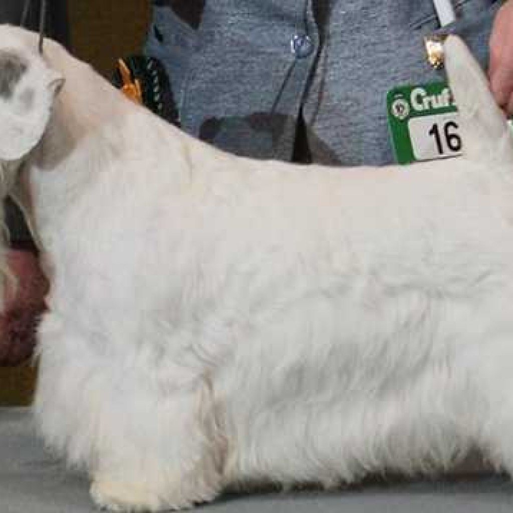 Белый жесткошерстный терьер