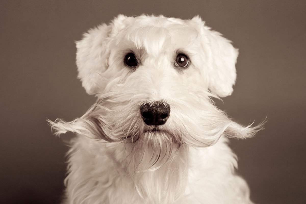 Sealyham Terrier картинка