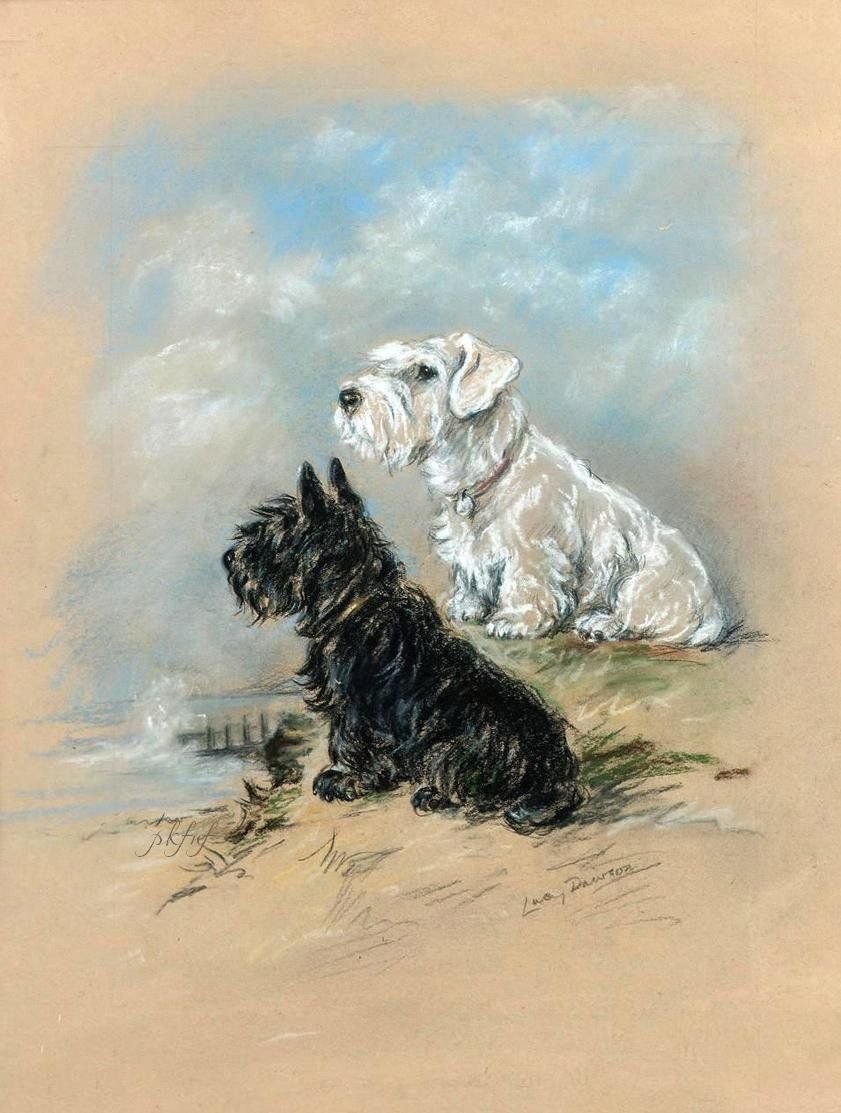 Силихем терьер окрасы