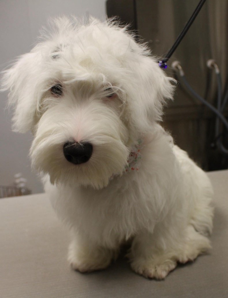 Силихем терьер стандарт породы РКФ